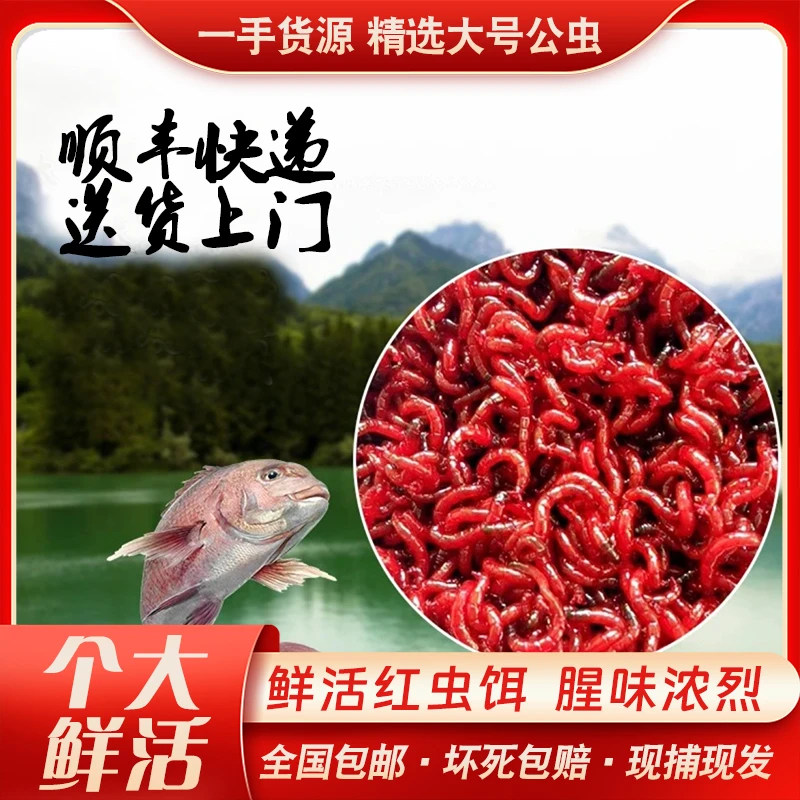 【迎新福利全部低价】死虫包赔/鲜活红虫/特大虫皇红虫活饵2