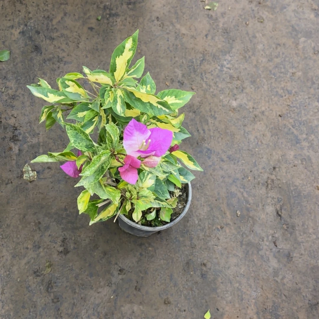 全部花苞（金沙双色）三角梅会落花落叶会光杆苗有大有小