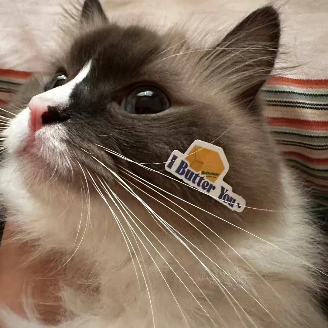 猫咪零食冻干下午茶