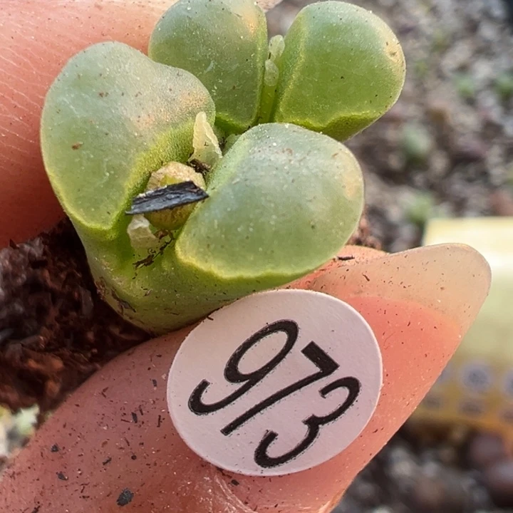 973号11111111111111