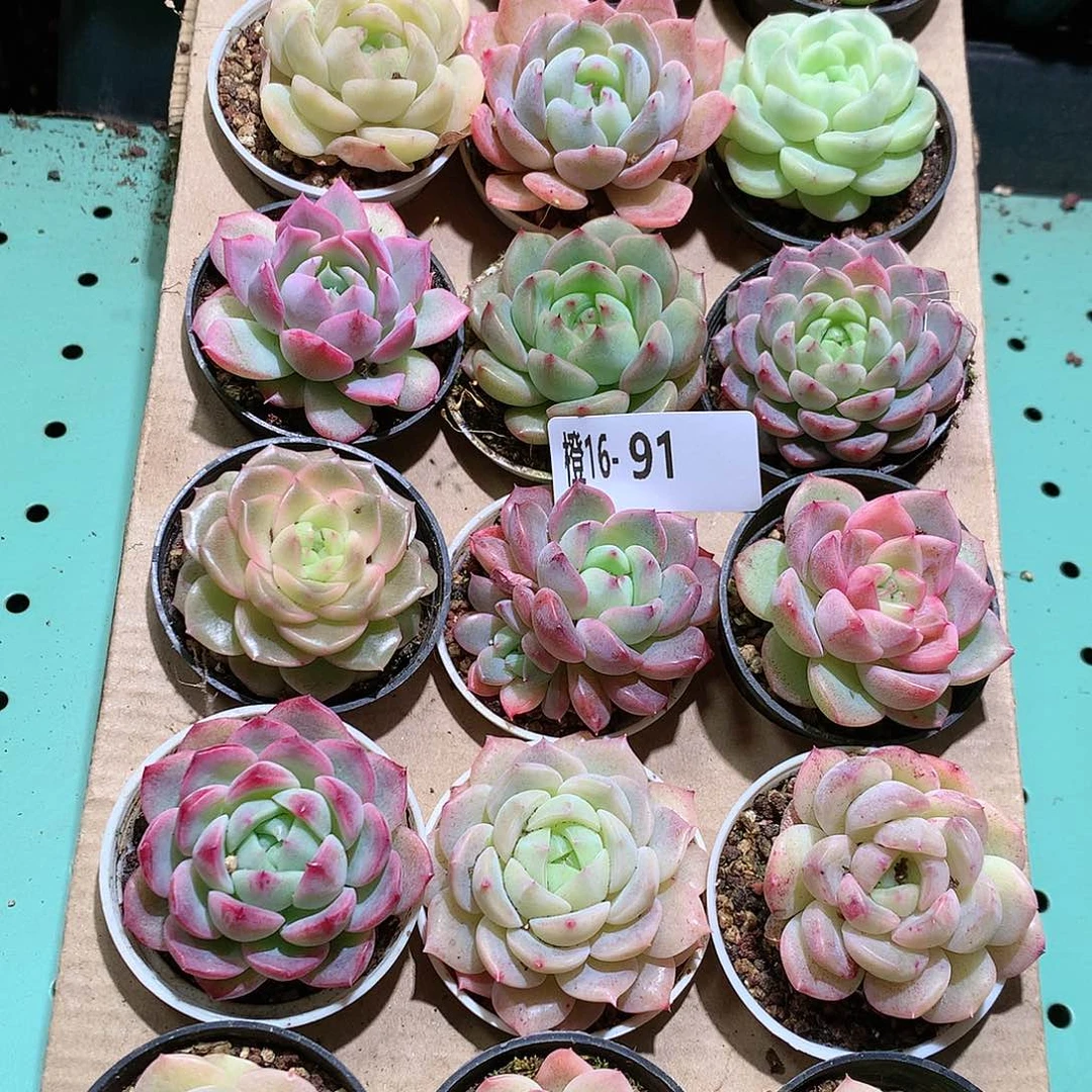 16-91一物一拍带盆18颗