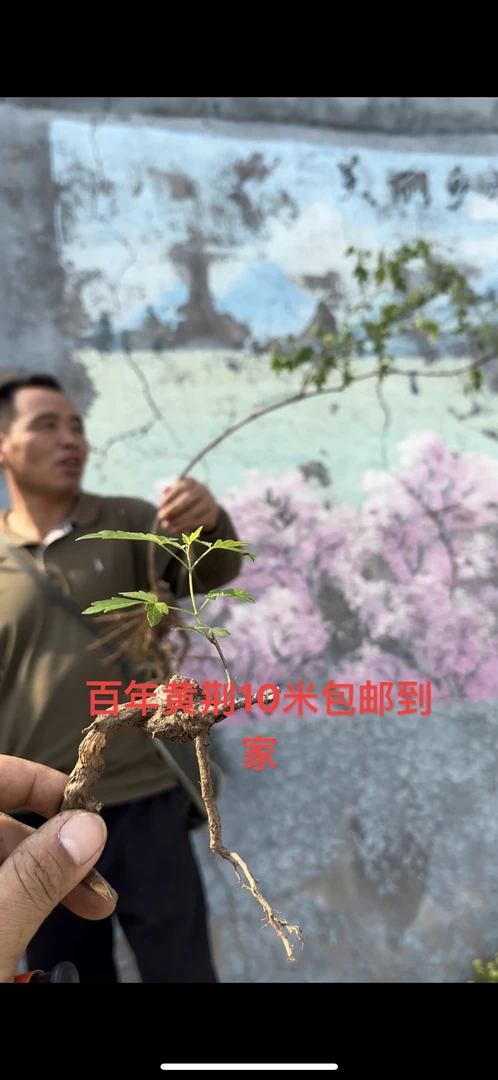 百年黄荆盆栽树桩