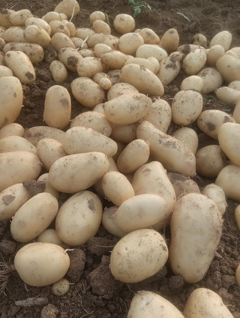 黄皮黄心土豆新鲜现挖应季蔬菜马铃薯