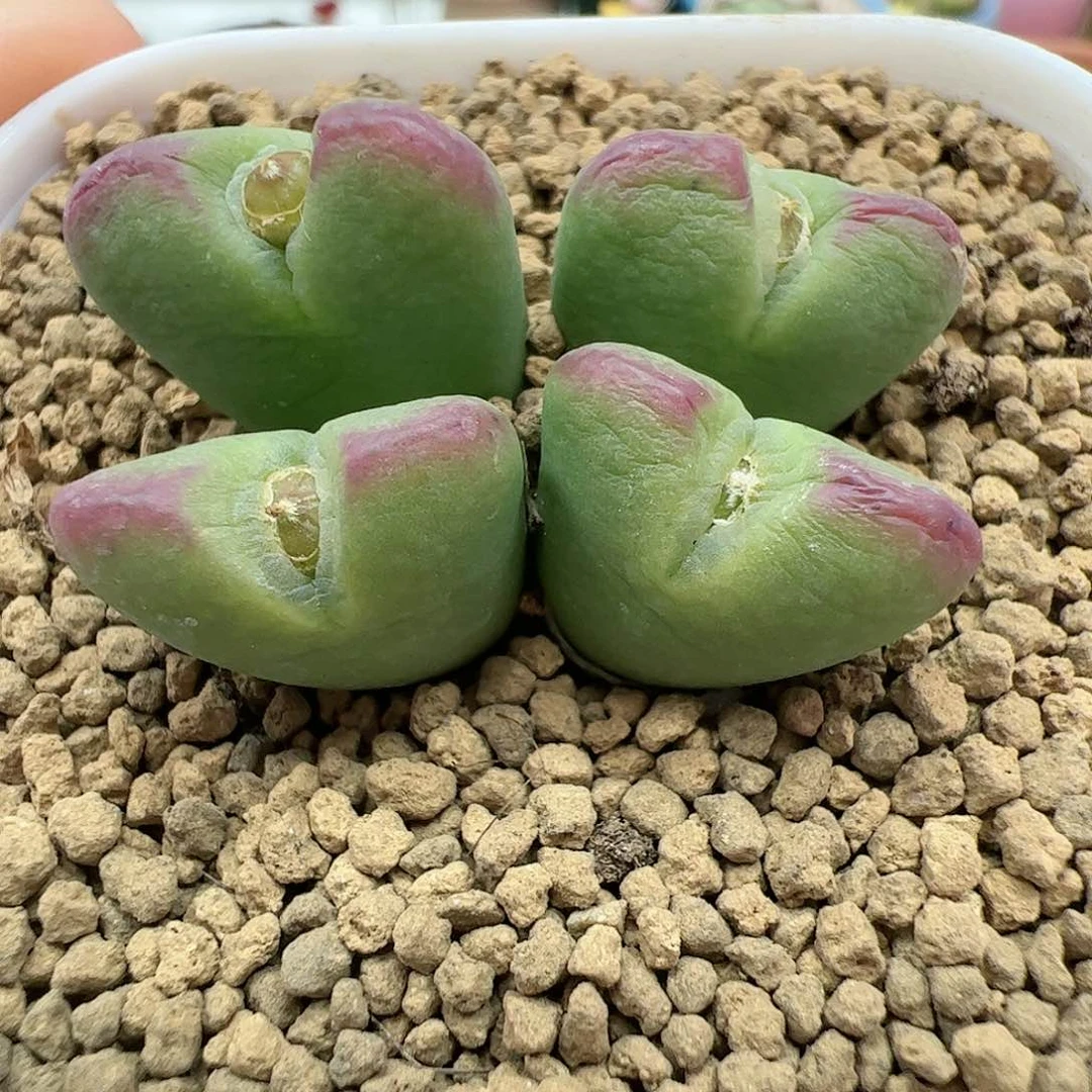 【闪购商品】194 带盆