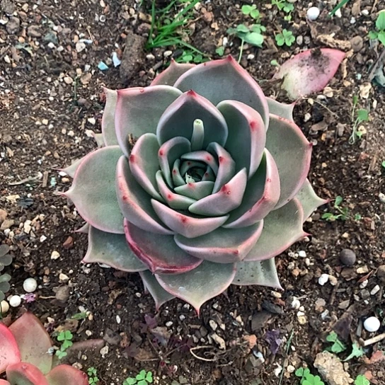 如***天美肉特价活动开始了