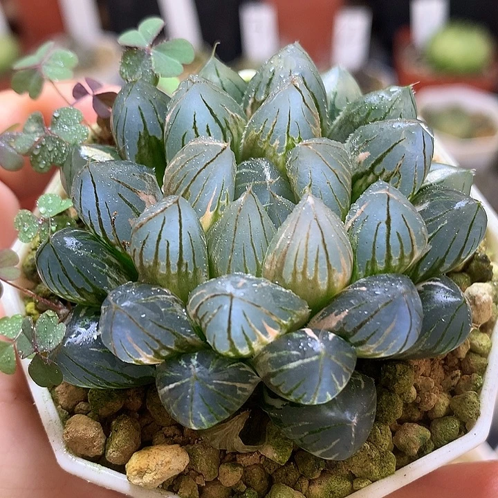 霓虹灯玉露锦带盆土发货
