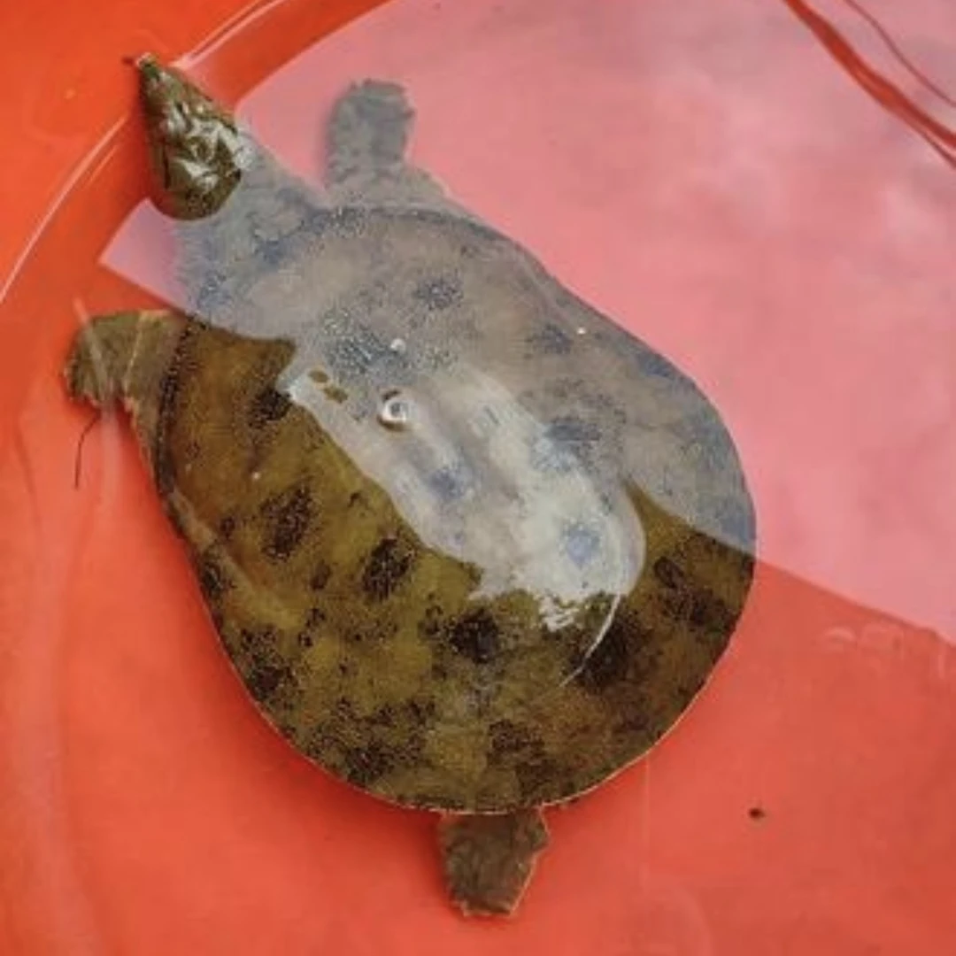 江西自然生长野生活甲鱼