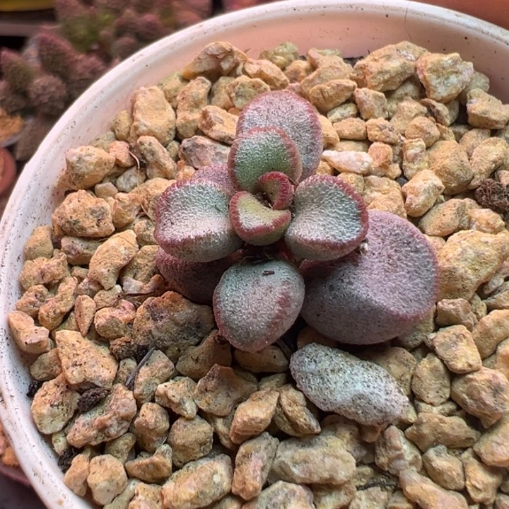 吉祥如意的大人物们在这里