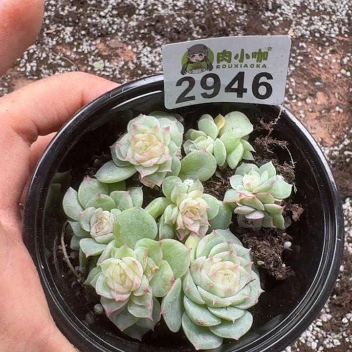 玉***杰多肉植物多肉植物