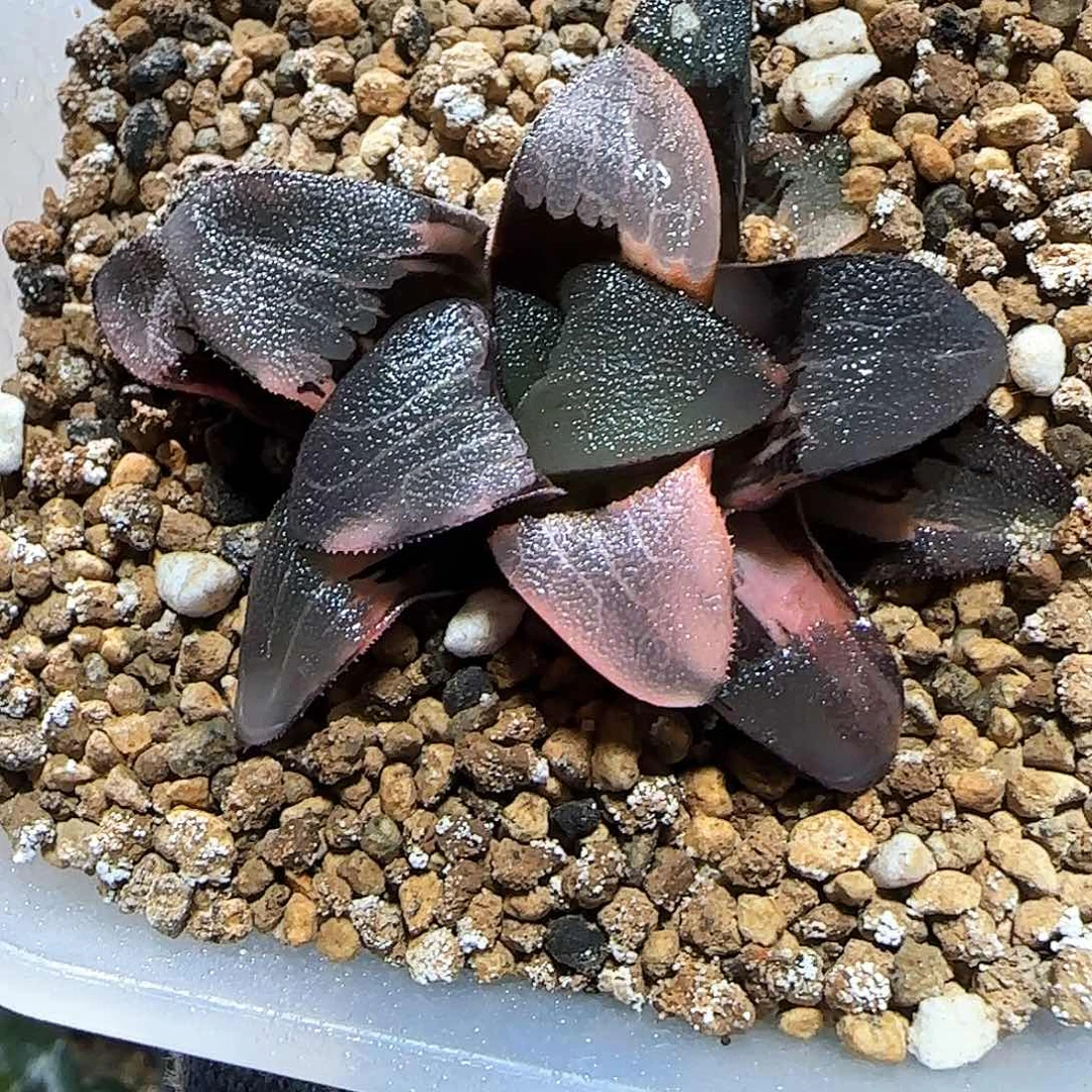 401号丸叶克锦 5.5 厘米左右一物一拍带盆发货