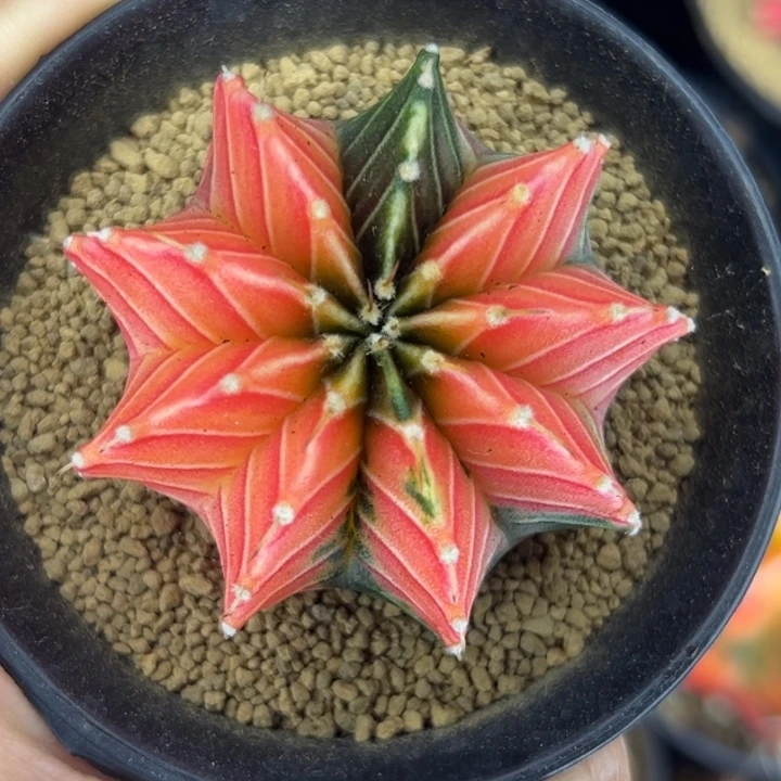 5 cm泰国米哈仙人球