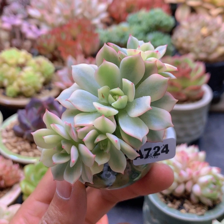 一物一拍含盆土满38包邮A724