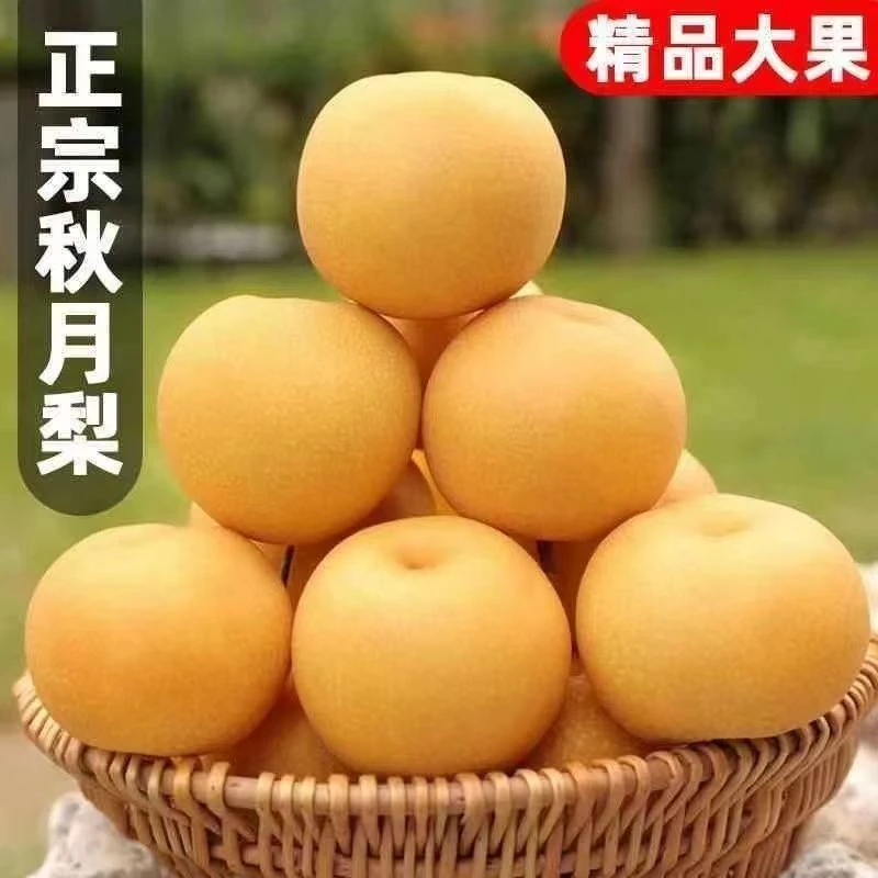 正宗秋月梨脆甜多汁新鲜现摘应季水果中秋送礼佳品