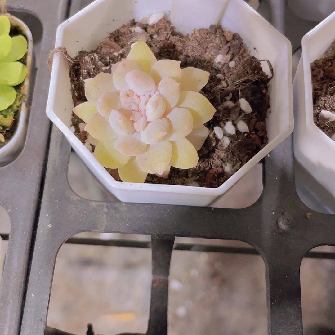 开****寻水晶裙摆e028一物一拍多肉