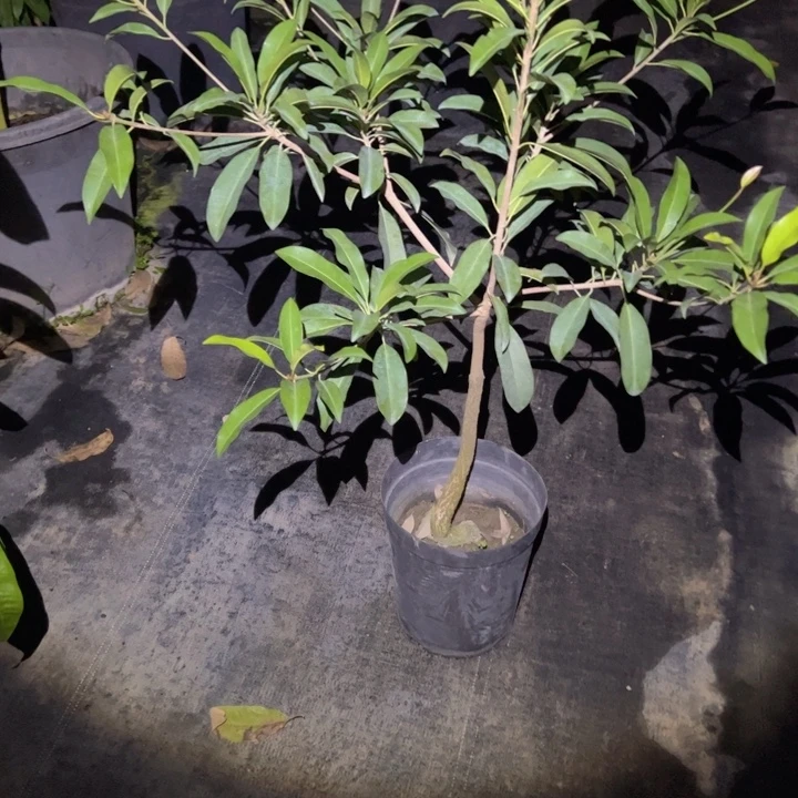 1***4金钻凤梨25964885976987