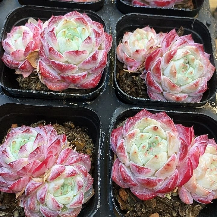 162。玫瑰糖。双头。