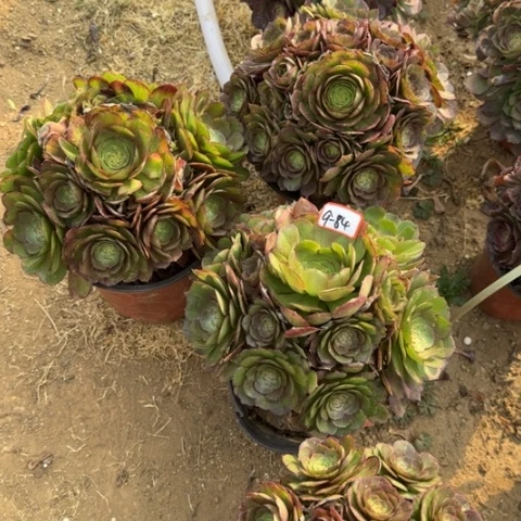 9-84万圣节亮牌8.8一个多肉