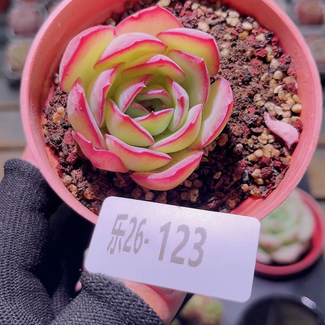 乐然26-123 晨露单头