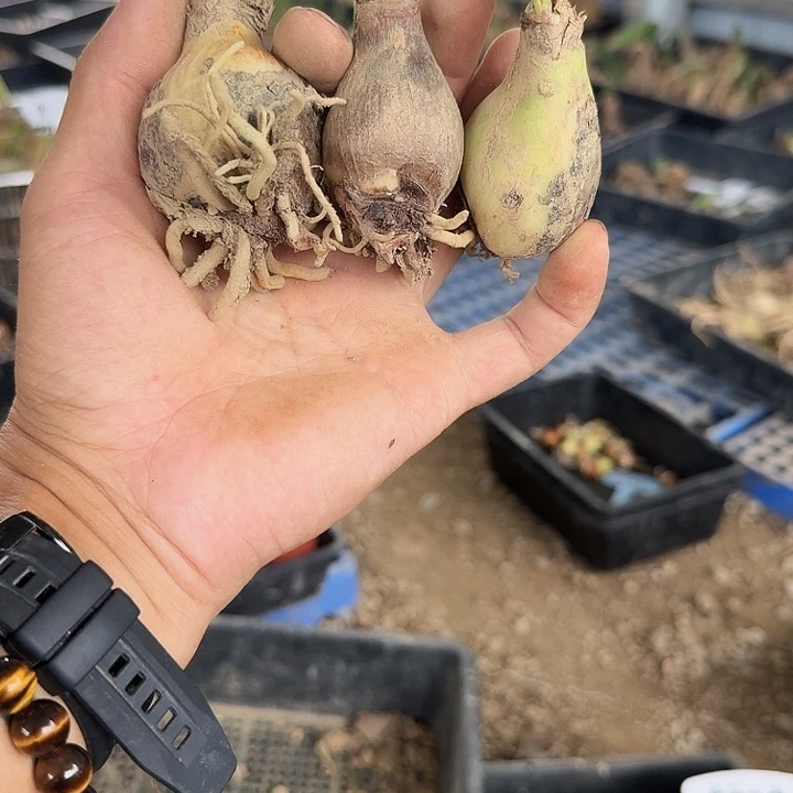 白肋羽芙蓉朱顶红3棵