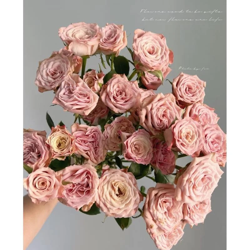 【 10枝 卡布奇诺 稀有多头玫瑰  】任意拍两单升级顺丰/京东