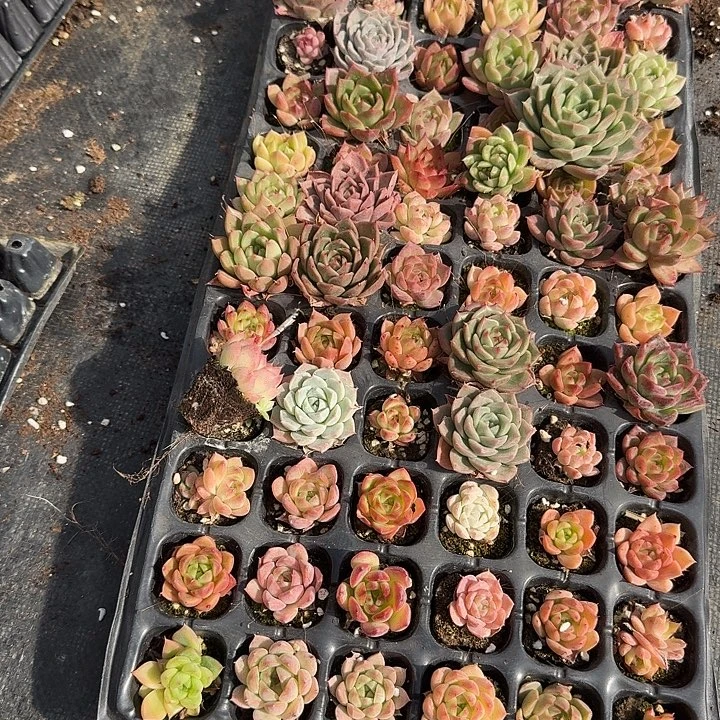 27-26麦秆一盘量拍发货左五