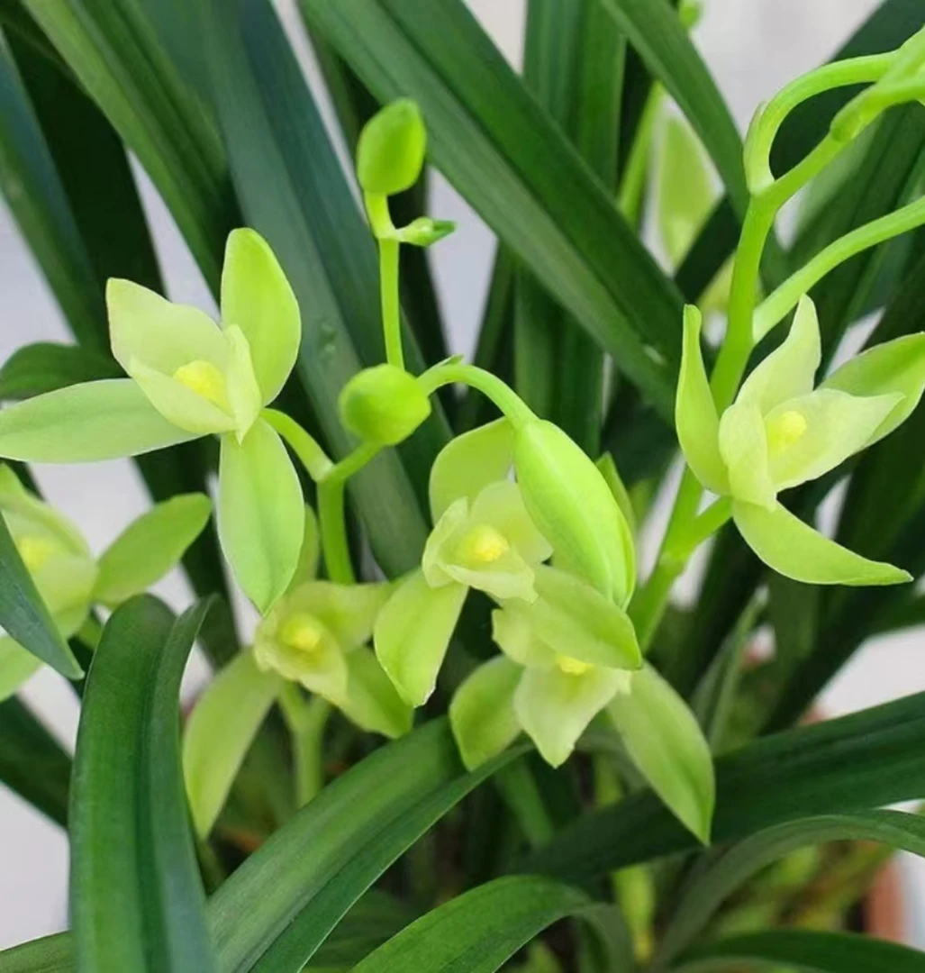 建兰铭品奇花【七仙女3-4支花】浓香型高端精品兰花素花好养易开花
