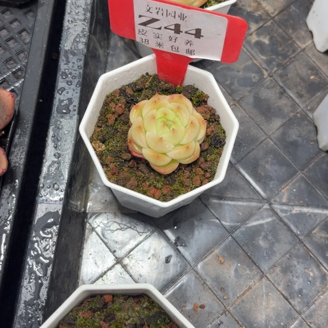 飞*多肉植物1111111