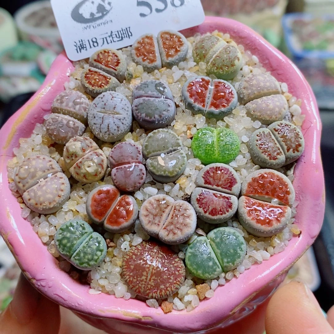 生石花花花花花花花538