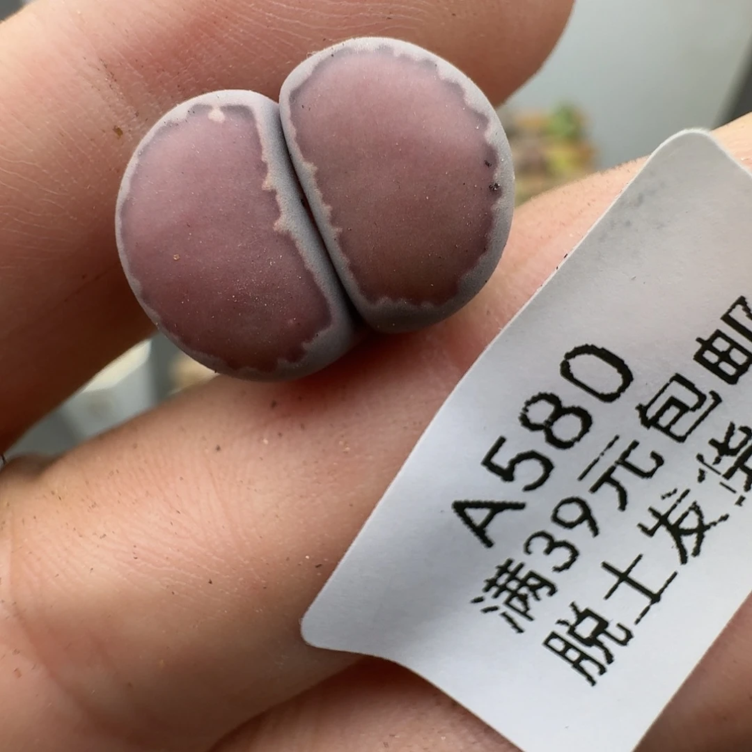580多肉哈哈哈给哈哈哈