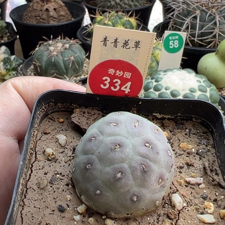 自根无刺习志野66880
