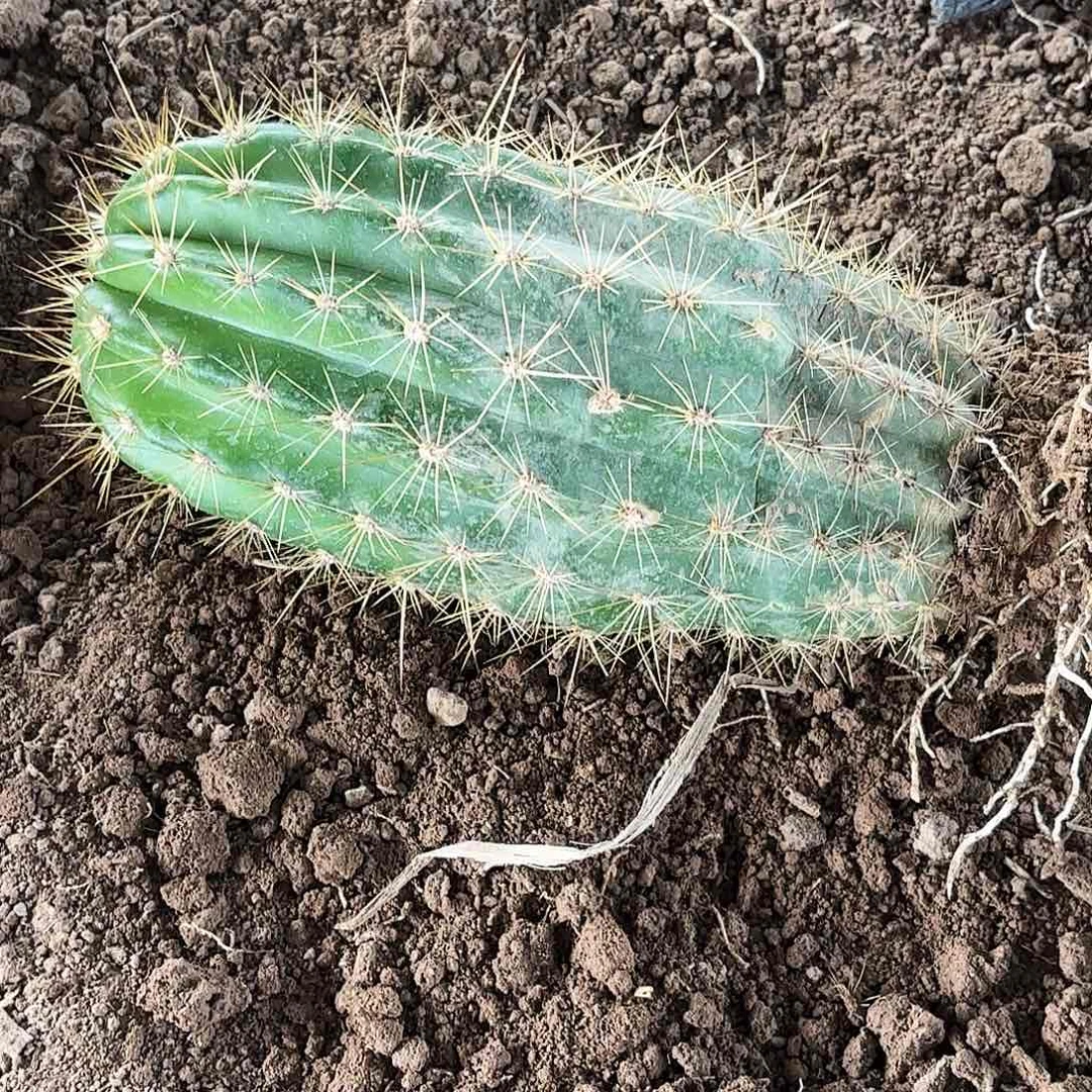 213毛花带根瑕疵瑕疵