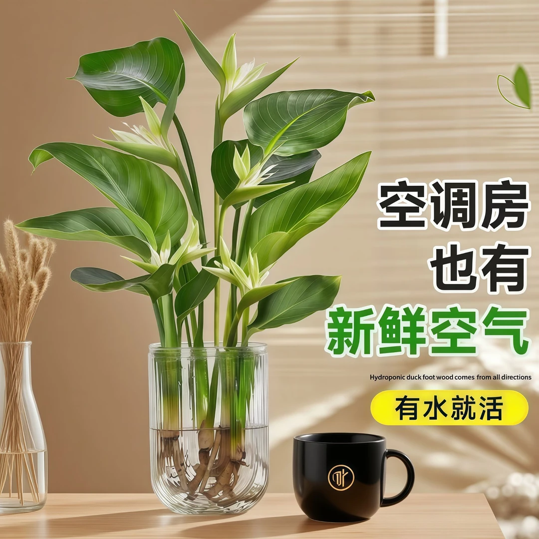 水培桌面天堂鸟盆栽耐阴水养四季常青吸甲醛室内客厅绿植植物大叶