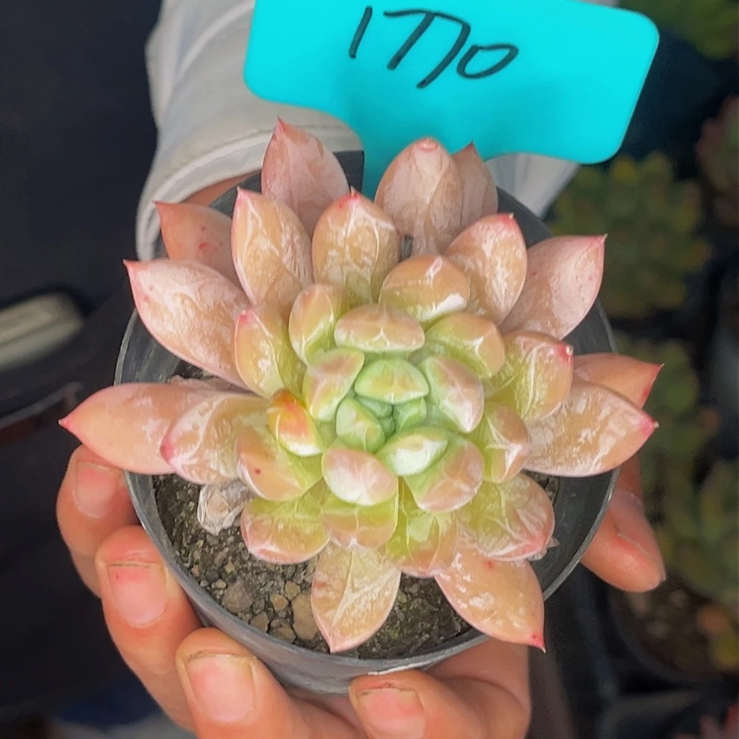 用**梅1770号晚上多肉植物群生多肉