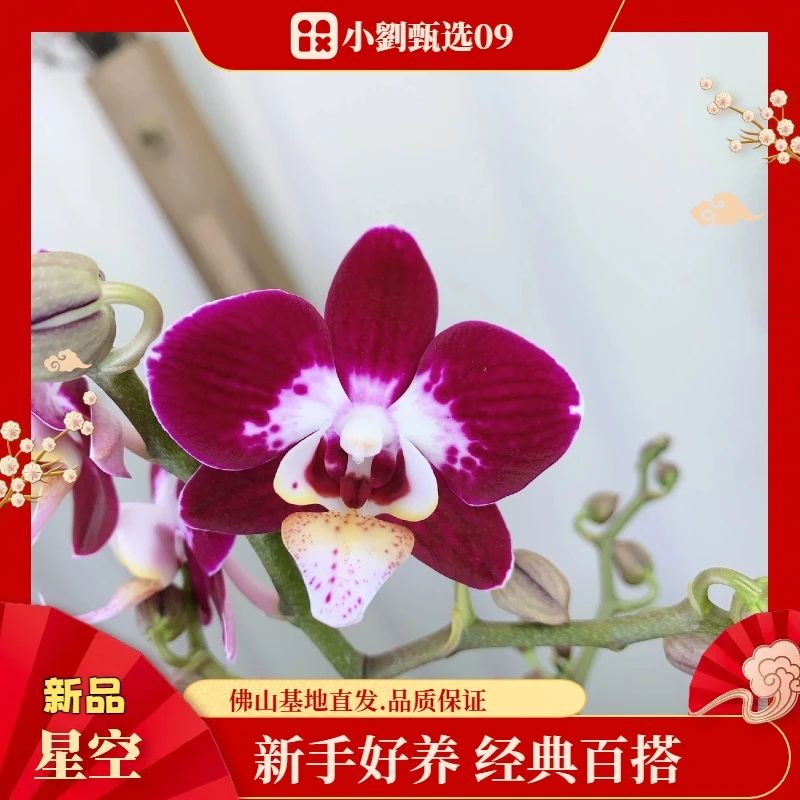 【星空09】精美蝴蝶兰花卉盆栽佛山基地批发直播次日达