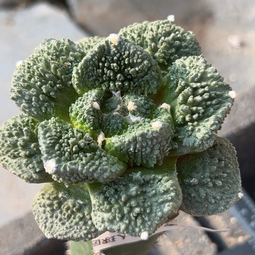 173 仙人球的比赛将