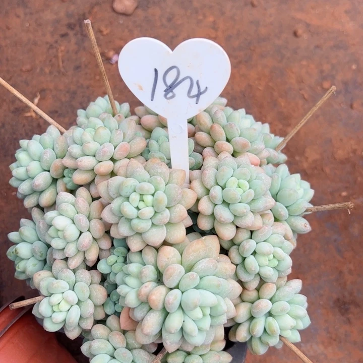 184洛可可平平安安健健康康