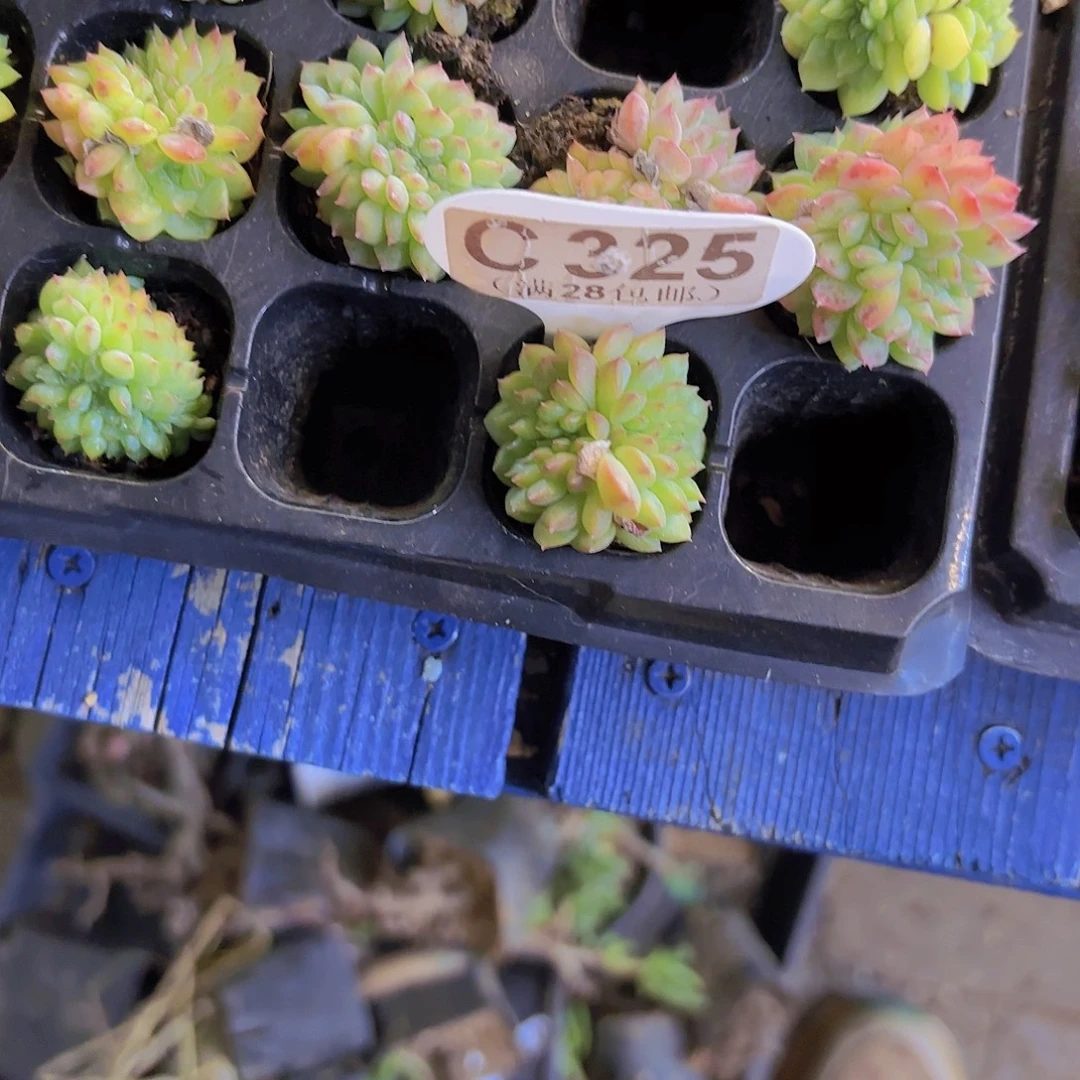C325甘露缀一物一拍