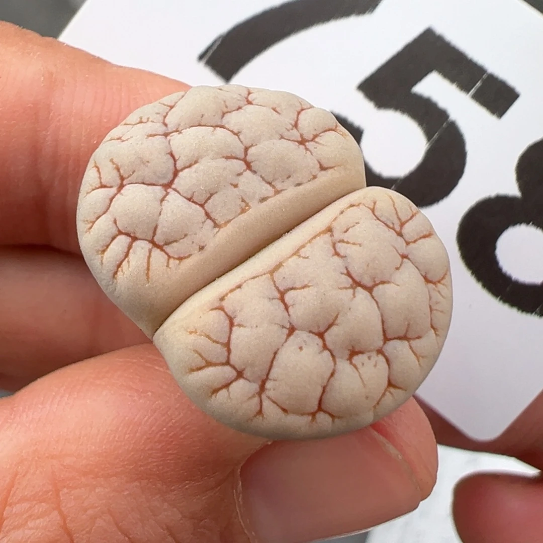 9.20好看的多肉脱土发货758