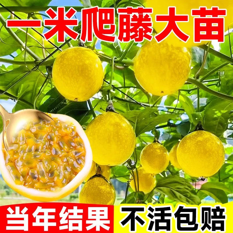广西钦密黄金百香果树苗果苗纯甜无酸庭院盆栽地栽稀四季爬藤水果