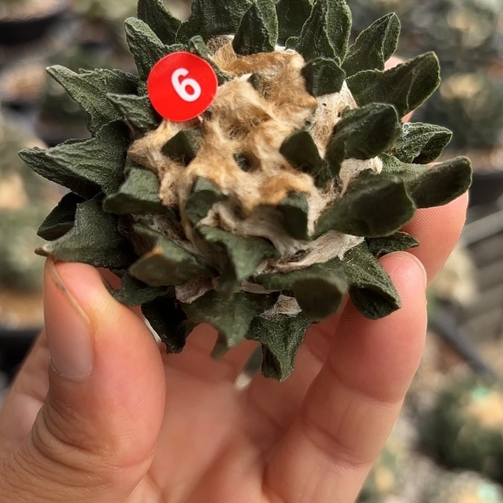 袖蒲苗接落地仙人球6