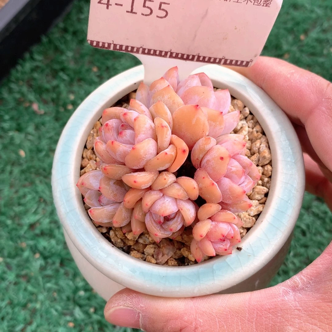 橙梦露老桩精品多肉58包邮