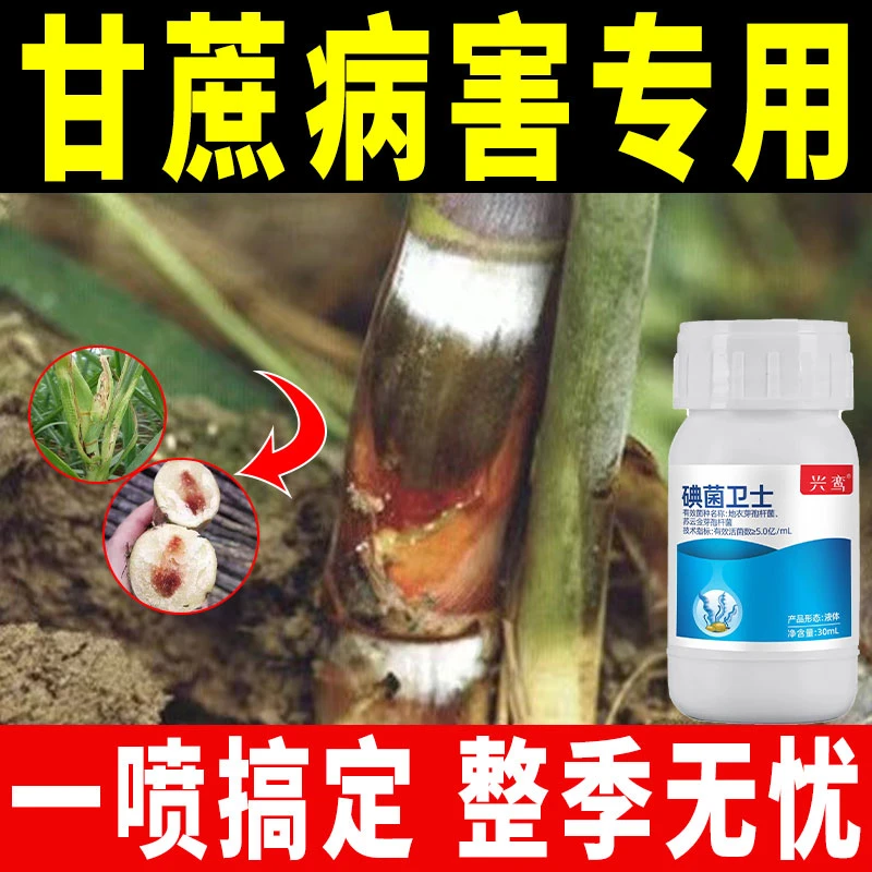 甘蔗肥料专用预防凤梨病黑穗病梢腐病水溶肥锈病微生物菌剂增产量