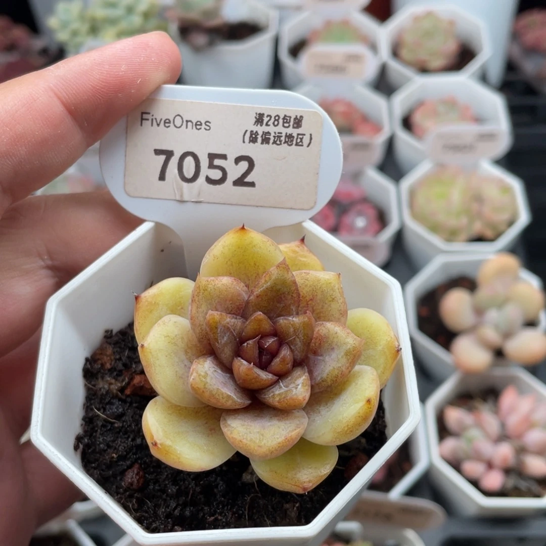 巧克力慕斯7052-4.5厘米