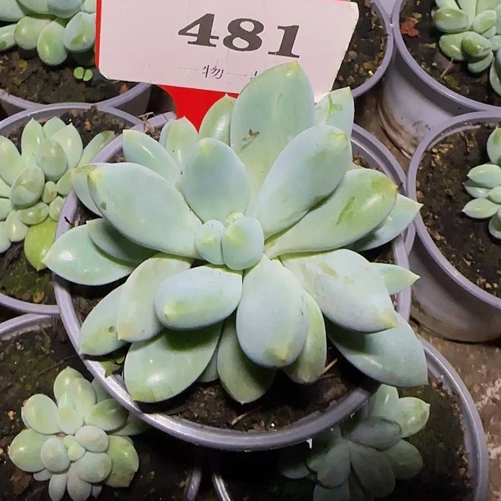 超胖体哥特481多肉植物