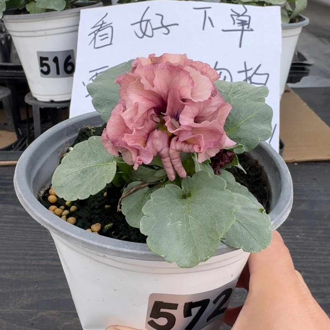 全部花朵572号礼服