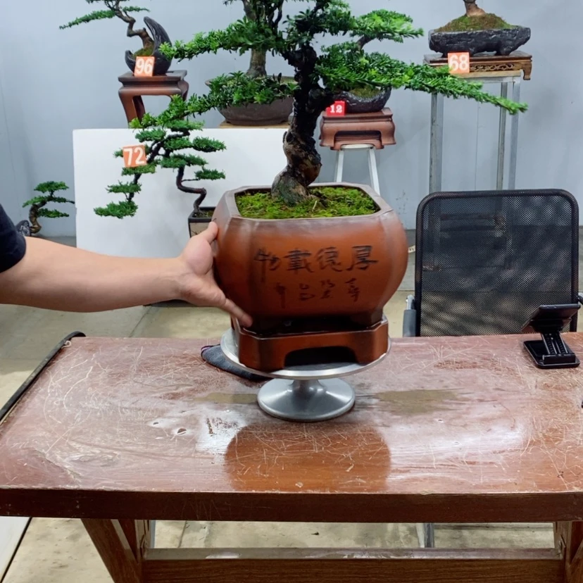 【闪购商品】无花朵勿*我罗汉松