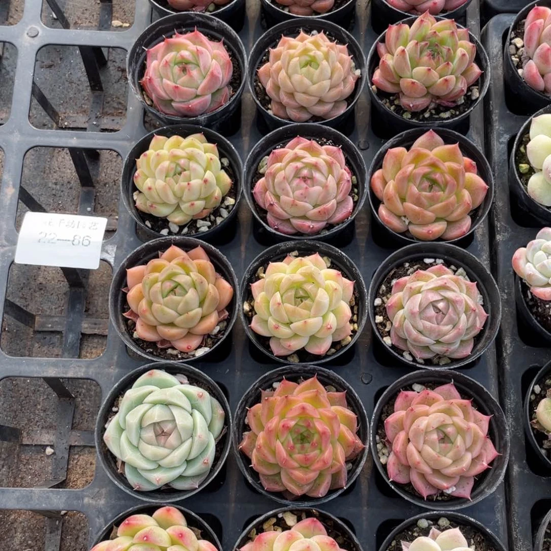 一物一拍18颗22-86