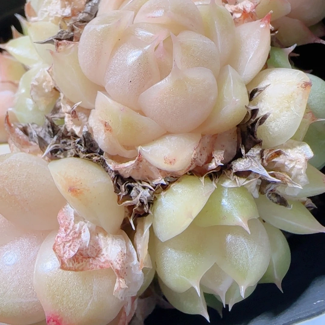 花语多肉1222-05开播福利散
