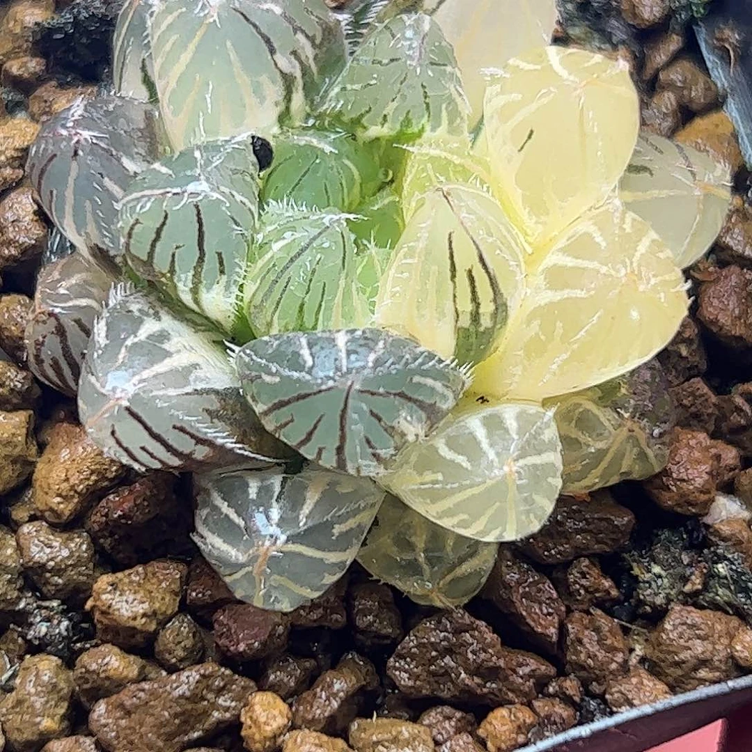 秋祭锦十二卷多肉植物