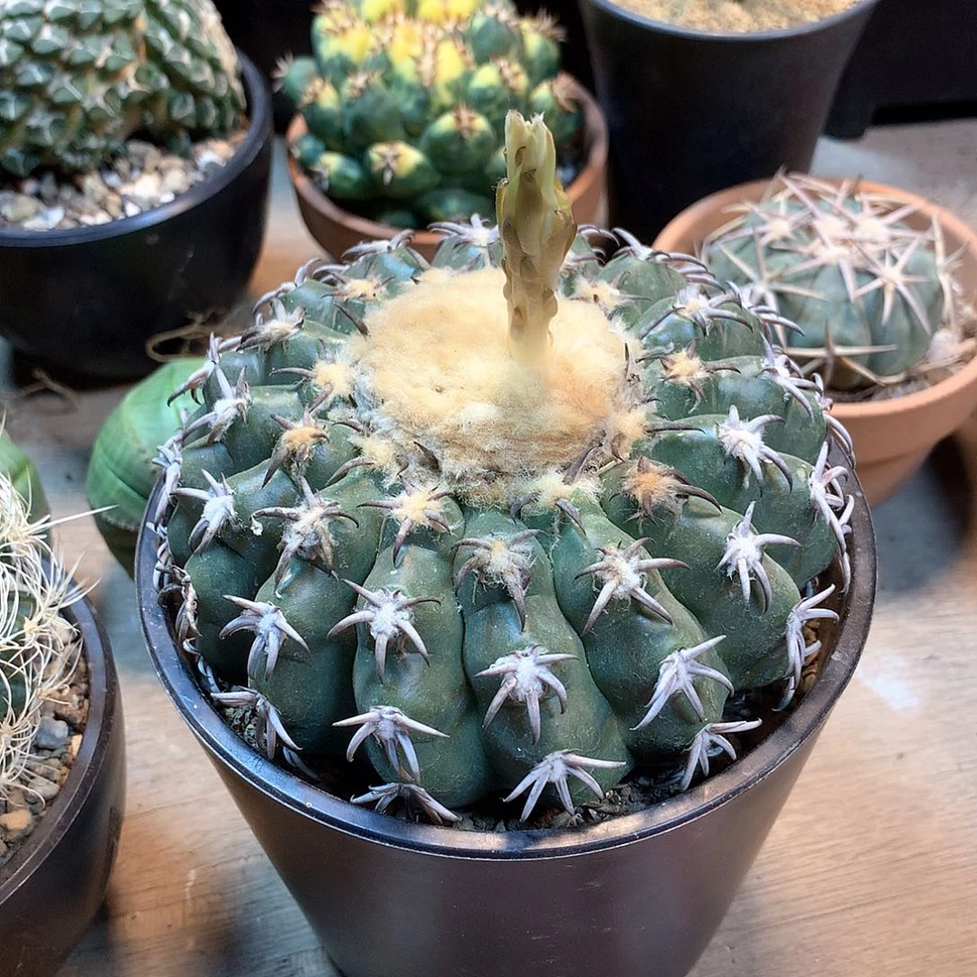 白刺圆盘玉苗接没根